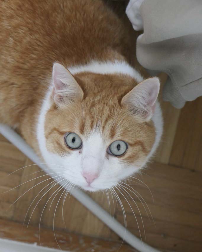 Orange Katze schaut nach oben.