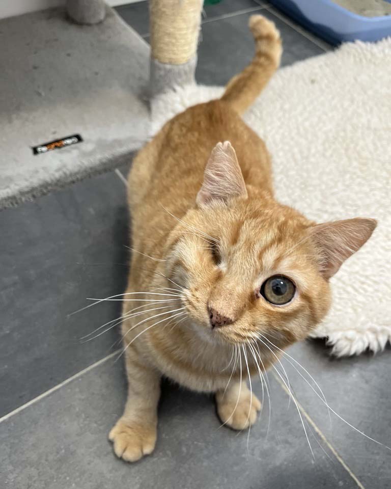 Orange Katze mit einem Auge.