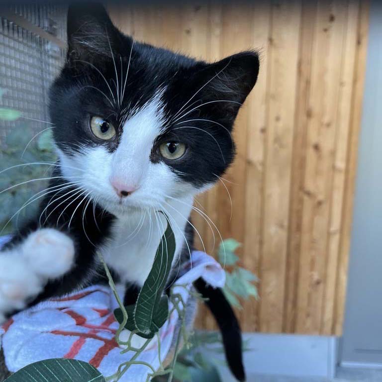 Schwarz-weiße Katze streckt eine Pfote aus.