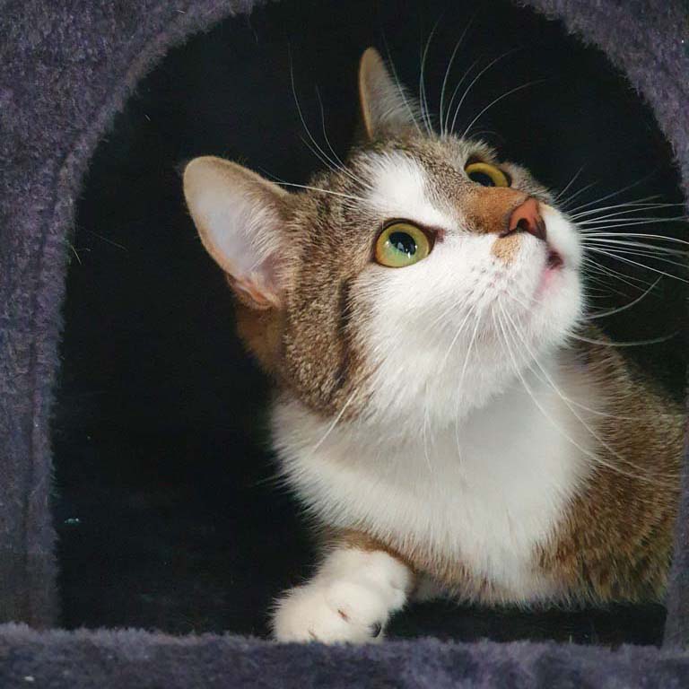 Katze sitzt im Kratzbaum.