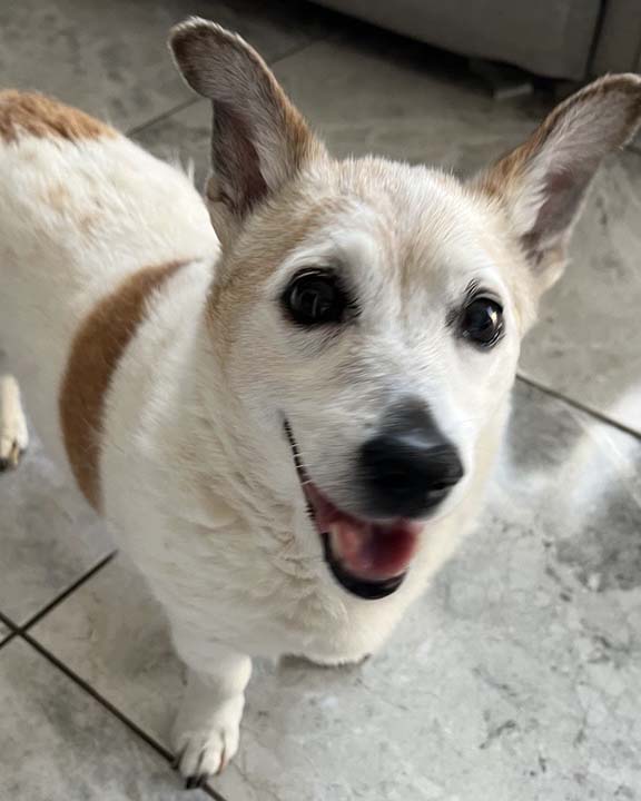 Hund lächelt in die Kamera.