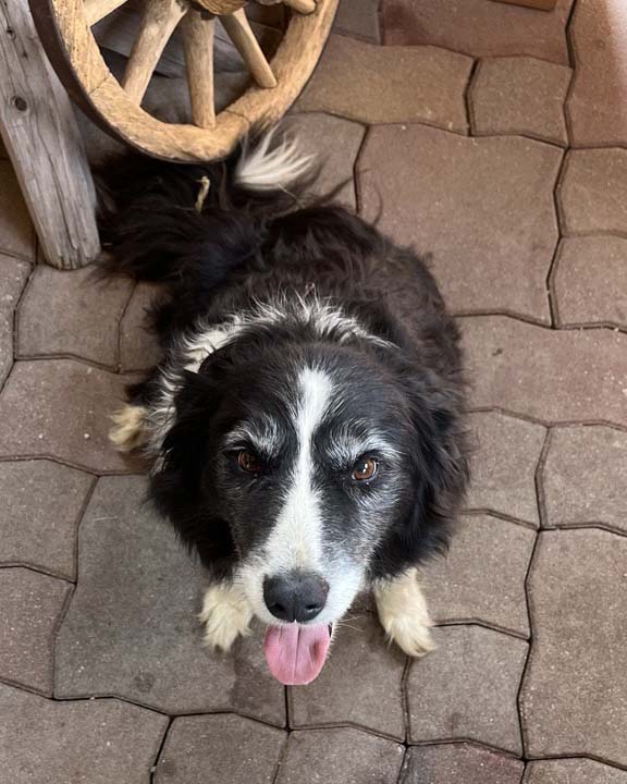 Hund schaut in die Kamera.