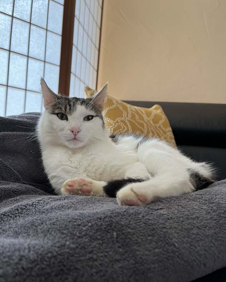 Katze liegt auf dem Sofa und schaut in die Kamera.