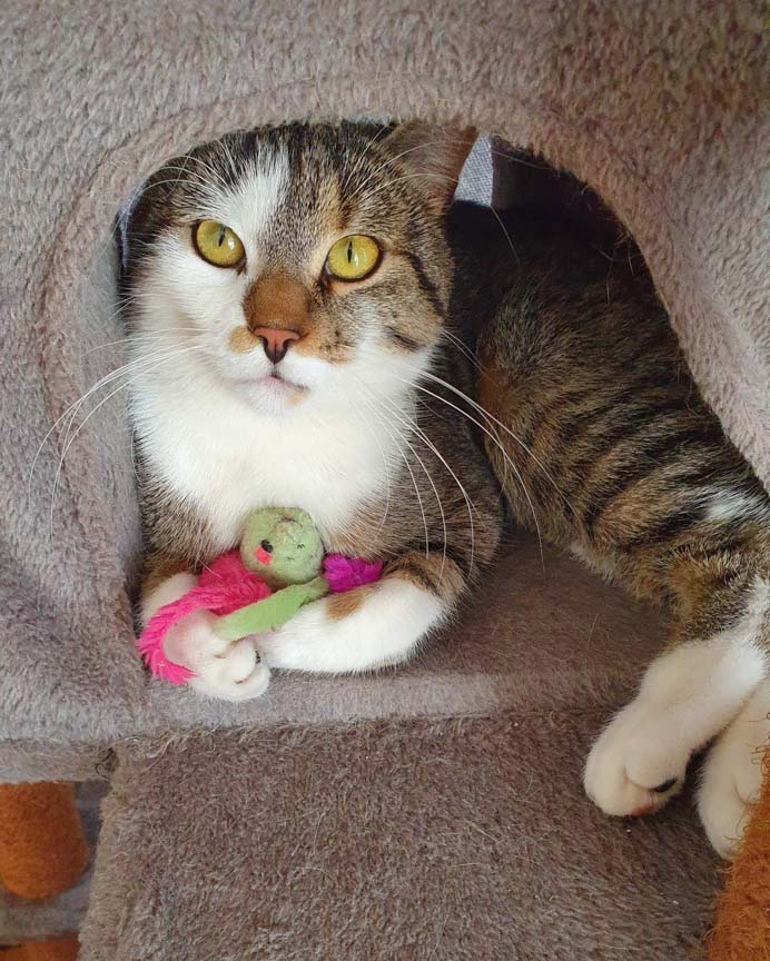 Katze liegt im Kratzbaum und schaut in die Kamera.